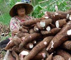 Bustanul Arifin Sebut RI Jadi Importir Ubi Kayu Terbesar di Dunia