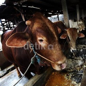 RI Punya 14,24 Juta Ekor Sapi dan Kerbau, Mayoritas Berkelamin Betina