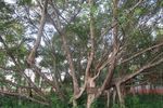 Inilah Pohon Cinta di Pulau Kemaro, Palembang