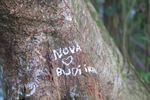 Inilah Pohon Cinta di Pulau Kemaro, Palembang