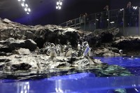 Terakhir, traveler juga bisa mengunjungi Akuarium Sumida yang punya banyak aneka ikan laut. Yang menggemaskan, Anda bisa melihat ubur-ubur dari dekat dan tingkah penguin yang berenang atau sedang berjalan (Ikhsan/detikTravel)