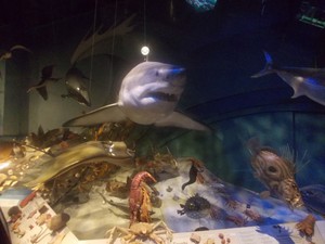 Berdecak Kagum di Te Papa, Museum Inovatif Kebanggaan Wellington