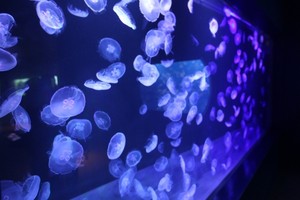 Sumida, Akuarium Keren di Menara Paling Tinggi Sedunia