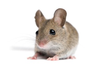 Benarkah Tikus Juga Bisa Picu Diabetes pada Manusia?