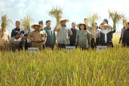Iptek Teknologi Pemuliaan Tanaman Dengan Teknik Mutasi Radiasi