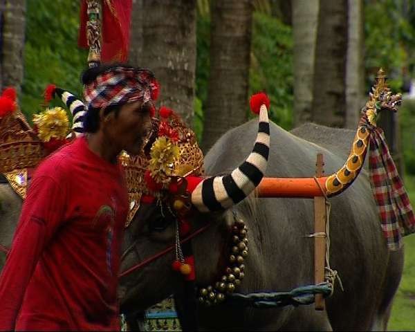 5 Festival Kerbau & Sapi Paling Seru di Dunia