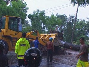 Seorang Pengendara Motor Tewas Tertimpa Pohon Akasia