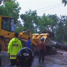 Seorang Pengendara Motor Tewas Tertimpa Pohon Akasia