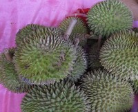 Durian tembaga mudah ditemukan saat Anda berkunjung ke Empat Lawang. Ukurannya lebih kecil dari ukuran durian pada umumnya dan warnanya pun sangat hijau! (Afif/detikTravel)