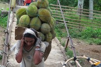 Satu durian tembaga di Empat Lawang dibanderol hanya Rp 7 ribu per buah. Kalau sedang musim, harganya bisa hanya Rp 5 ribu saja. Murah meriah! (Afif/detikTravel)
