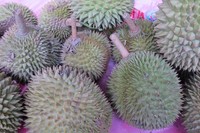 Kalau sudah di Jakarta, harga durian tembaga bisa mencapai puluhan ribu rupiah. Nama tembaga pada duriannya berasal karena warna dagingnya yang kuning seperti tembaga (Afif/detikTravel)