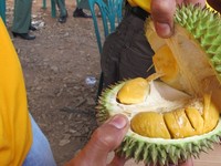 Rasa durian tembaga dijamin benar-benar manis. Memang, Anda akan mudah menemukan durian saat melancong ke Sumatera Selatan. Namun, durian tembaga ini disebut-sebut masyarakat Empat Lawang adalah yang paling enak di Bumi Sriwijaya (Afif/detikTravel)