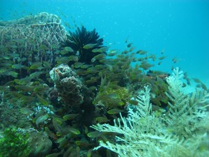 Harus Coba! Snorkeling di Pulau Sangalaki, Kaltim