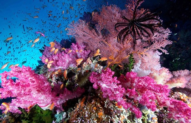 Aneka Foto Bawah Laut Paling Mengagumkan (Bag 2)