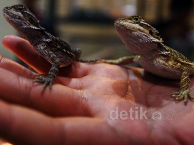 Indonesia Pets Plants Aquatic Expo