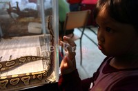 Seorang anak melihat ular yang dipajang saat acara pameran Indonesia Pets Plants Aquatic 2013.