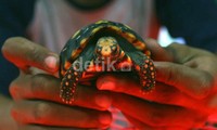 Acara ini merupakan ajang bagi para pecinta hewan reptil dan pecinta ikan untuk memamerkan hewan peliharaannya yang nantinya akan diikut sertakan dalam perlombaan.