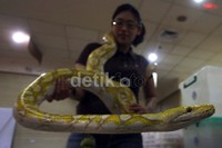 Seorang pencinta ular menunjukkan ular jenis piton albino.