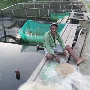 Ikan Mujair Kembali ke Laut? Orang Papua Punya Bisa