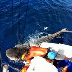 Kisah Lain Paul Walker