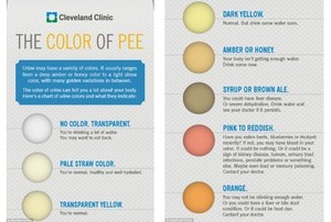 Diagram Sehat Ini Bisa Membantu Mengartikan Warna Urine