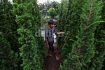 Jelang Natal, Pedagang Pohon Cemara Raup Untung