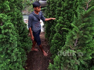 Jelang Natal, Pedagang Pohon Cemara Raup Untung