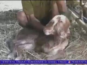 Anak Sapi Lahir dengan 2 Kepala