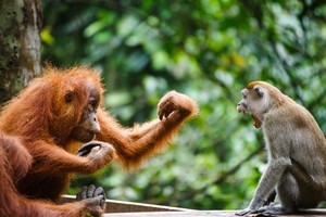 Orangutan & Monyet di TN Gunung Leuser Adu Tinju Demi Pisang
