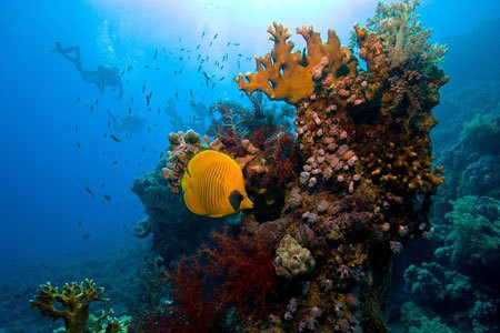 Gili Trawangan & 19 Tempat Diving Terindah di Dunia (Bag 1)