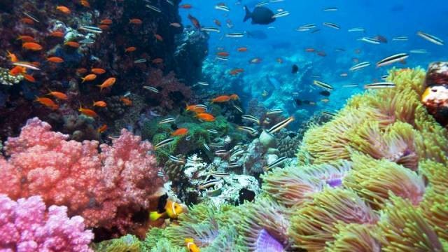 Gili Trawangan dan 19 Tempat Diving Paling Indah di Dunia (Bag 2)