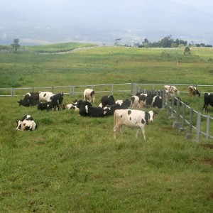 Siswono Pesimistis Australia Bantu RI Swasembada Daging