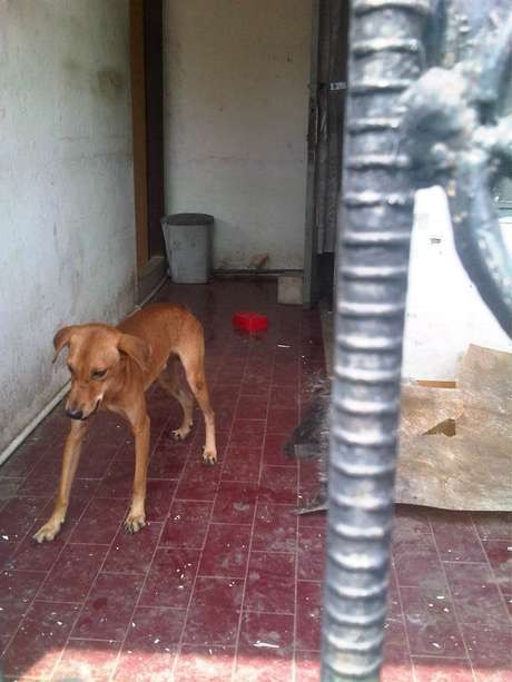  Kasihan, Anjing Beserta Kandangnya di Denpasar Hilang Terbawa Puting Beliung