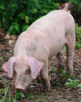 Inilah Bahaya Mengonsumsi Makanan dan Minuman Haram