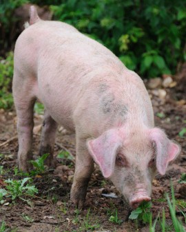 Inilah Bahaya Mengonsumsi Makanan dan Minuman Haram