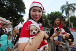 Anjing dan Kucing Meriahkan Kontes ExtraPAWganza