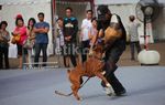 Anjing dan Kucing Meriahkan Kontes ExtraPAWganza