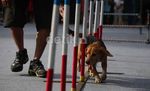 Anjing dan Kucing Meriahkan Kontes ExtraPAWganza