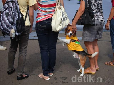 Anjing dan Kucing Meriahkan Kontes ExtraPAWganza