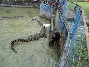 Ngeri! Menonton Buaya Ngamuk di Bangka