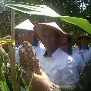 Bergaya Pakai Caping, Dahlan Iskan Borong Sorgum Petani di NTT