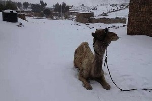 Aneh Tapi Nyata, Salju Turun di Kairo!