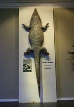 Kerennya Museum Satwa Jatim Park 2