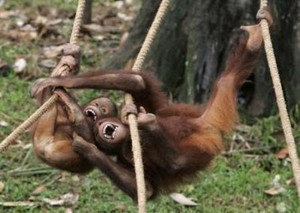 Ragunan Kehilangan Vulkani Si Orang Utan, Kini Dihibur 4 Bayi Baru