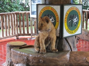 Mengulas 4 Taman Safari di Indonesia