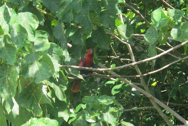 6 Cara Asyik Mengamati Burung di Alam Bebas