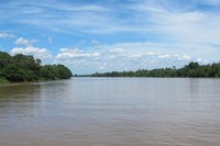 Jika Anda berlayar di atas Sungai Musi di luar Palembang, ada pemandangan cantik berupa pepohonan hijau di sisi sungainya. Langitnya pun masih biru bersih tanpa polusi karena belum banyak gedung dan kendaraan bermotor (Afif/detikTravel)