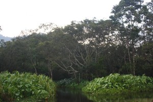 Rawa Danau, Rawa yang Langka di Dunia