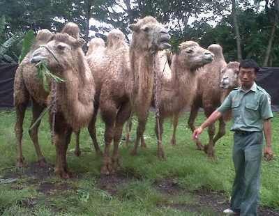 Unta Punuk Dua Dari Moldova Menambah Koleksi Taman Safari Prigen