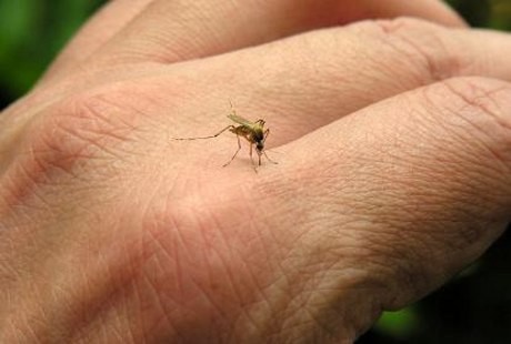 Belum Kebal, Begini Kondisi Resistensi Kuman Malaria di Indonesia